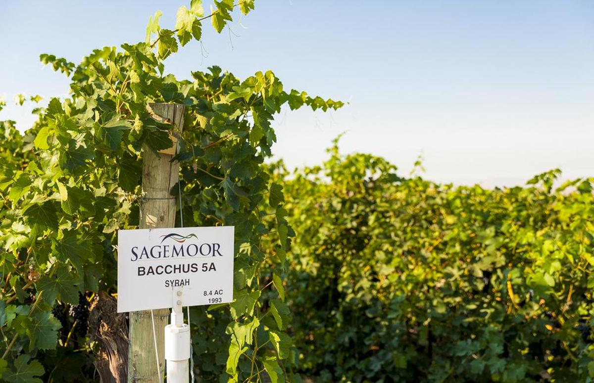 Syrah at Sagemoor Farms’ acclaimed Bacchus Vineyard, which overlooks the Columbia River near the Hanford Reach, dates to 1993.