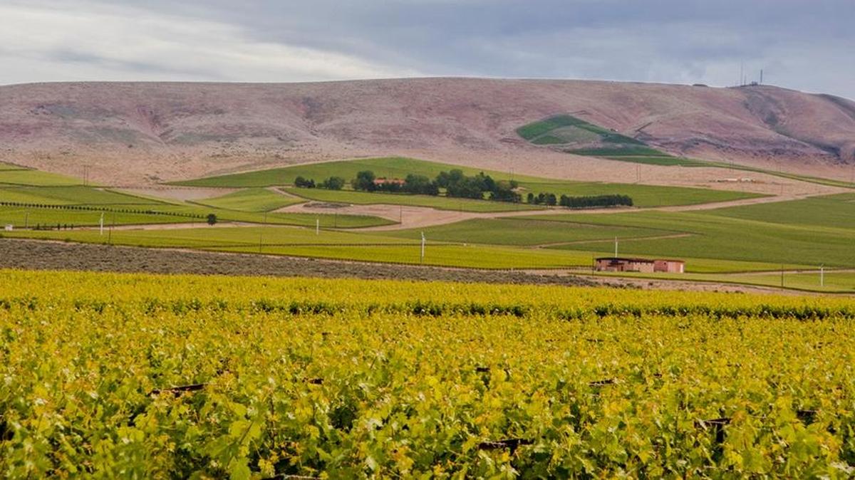 The Washington wine industry has turned Red Mountain into a blend of green vineyards and brown cheatgrass throughout much of the year.