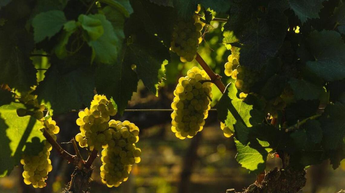 Northwest Wine: Chardonnay an important player in Washington