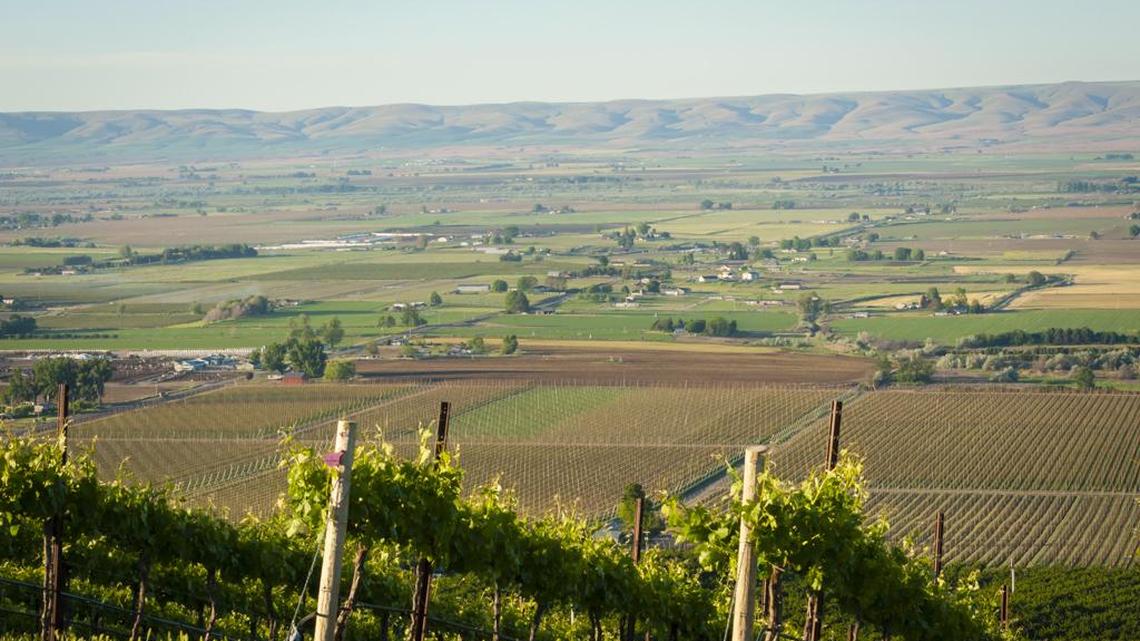 Northwest Wine: Washington wines roots firmly planted in Yakima Valley