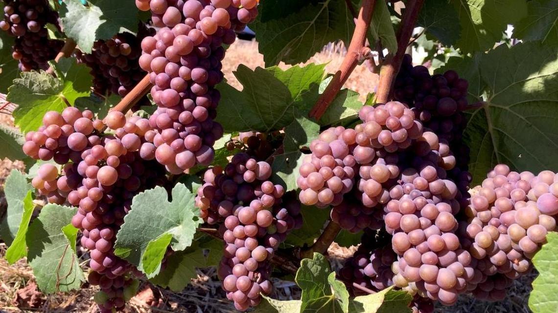 Northwest Wine: Pinot Gris rules whites in Oregon