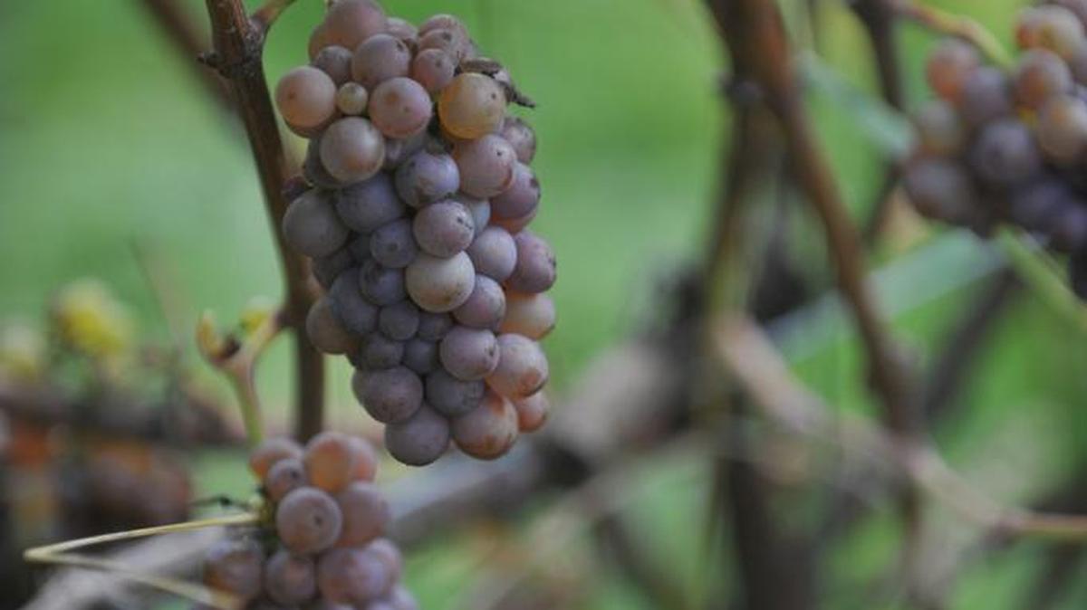 In Washington, winemakers crush about 9,000 tons of Pinot Gris a year in Washington.