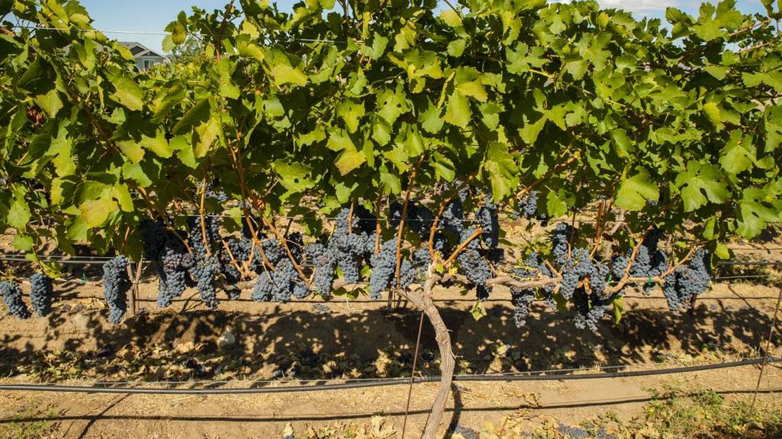 Northwest Wine: Cabernet Franc a good fit in Washington