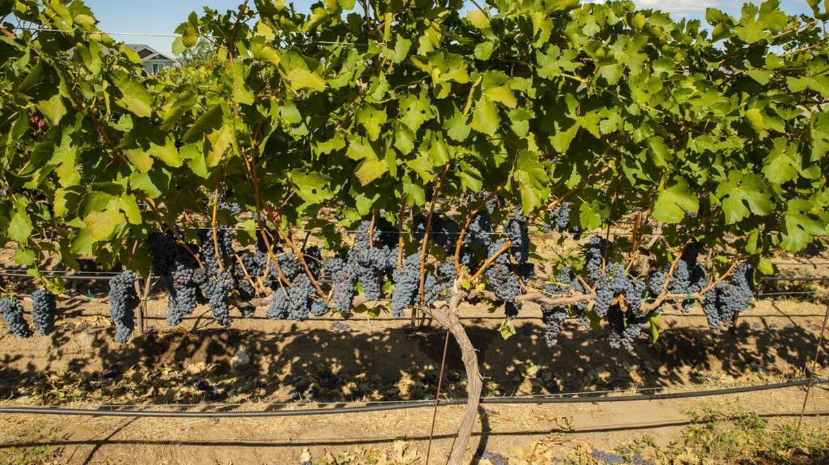 Cabernet Franc is the most winter-hardy of the red Bordeaux grapes, and winemakers in the Columbia Valley often target the second half of October for harvest.