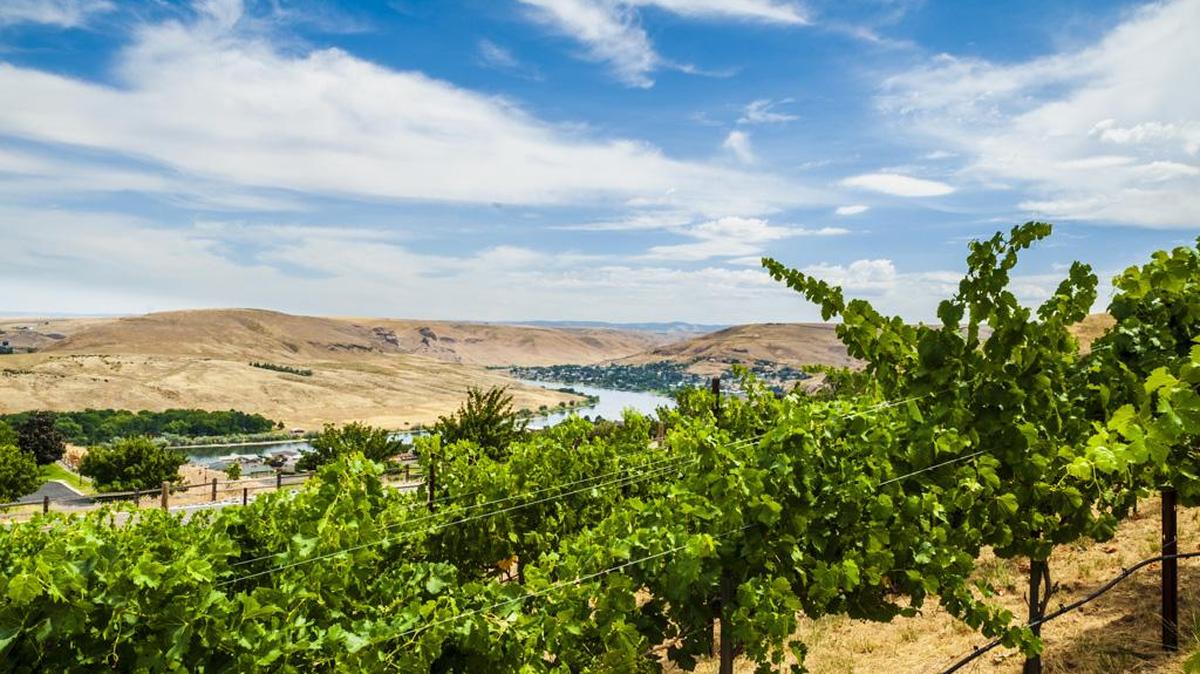 Rick Wasem of Basalt Cellars in Clarkston, Wash., grows Sauvignon Blanc in Wasem Estate Vineyard, which he planted overlooking the Snake River.