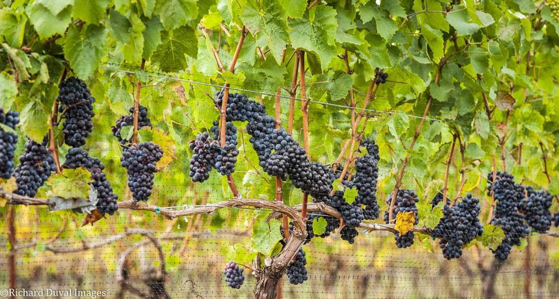 Oregon has become famous around the world for its work with Pinot Noir.