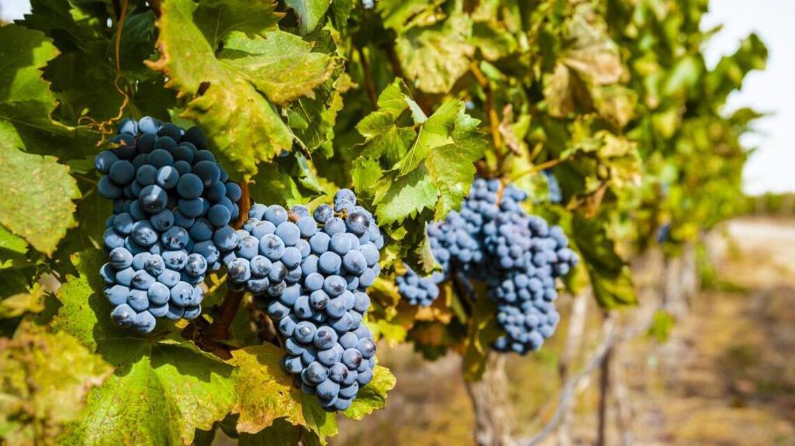 Northwest Wine: Tri-City winery offers special GSM vertical