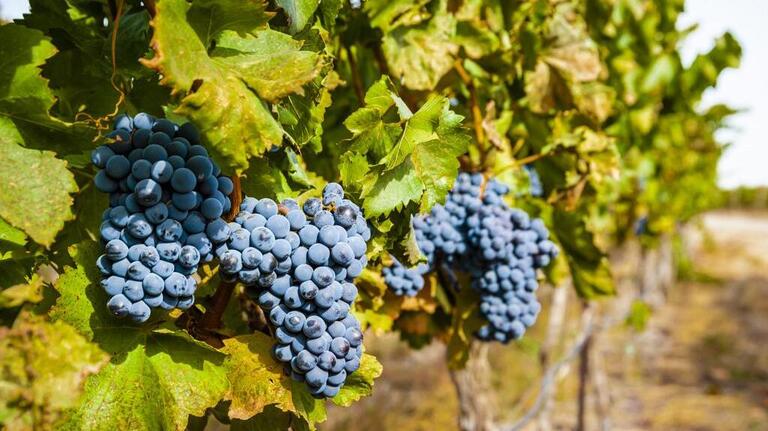 ‘From vine to wine.’ Harvest and crush events in the Tri-City area