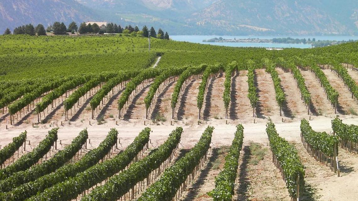 Northwest Wine: Merlot going strong in Washington wine country