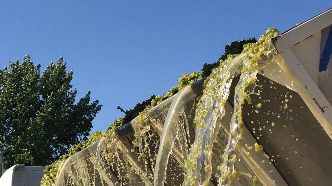 Sauvignon Blanc grapes are brought in to a Columbia Valley winery to be turned into sleek wines.