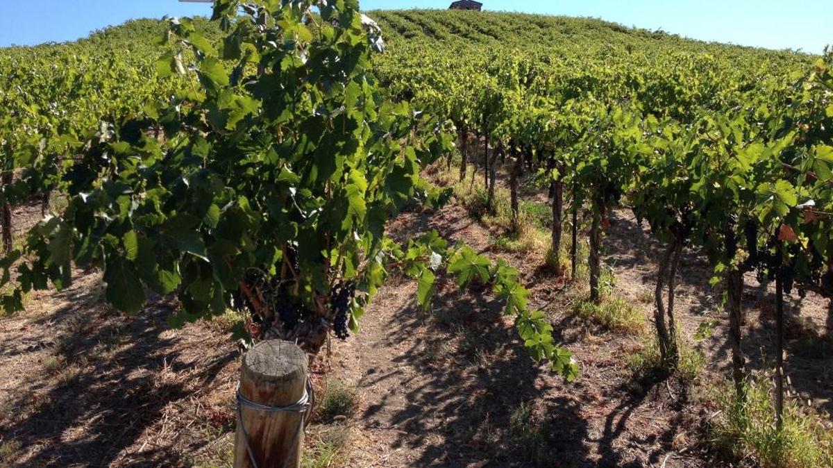 Red Willow Vineyard in the western end of the Yakima Valley is topped by the iconic chapel that stands as a tribute to the late Monsignor Mulcahy, a cherished friend of vineyard owner Mike Sauer.