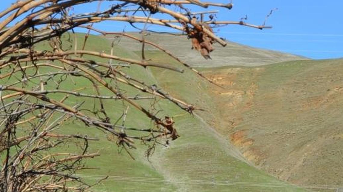 Northwest Wine: Viognier gaining foothold in Washington