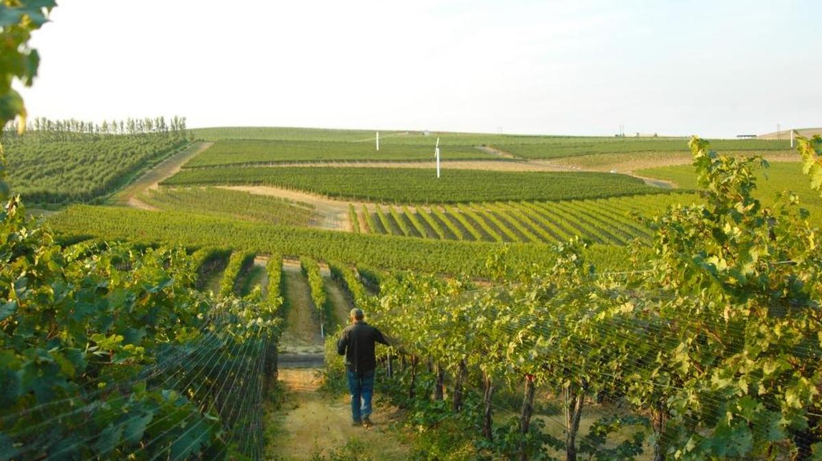 Pepper Bridge winemaker Jean-François Pellet walks through Pepper Bridge Vineyard in the Walla Walla Valley.
