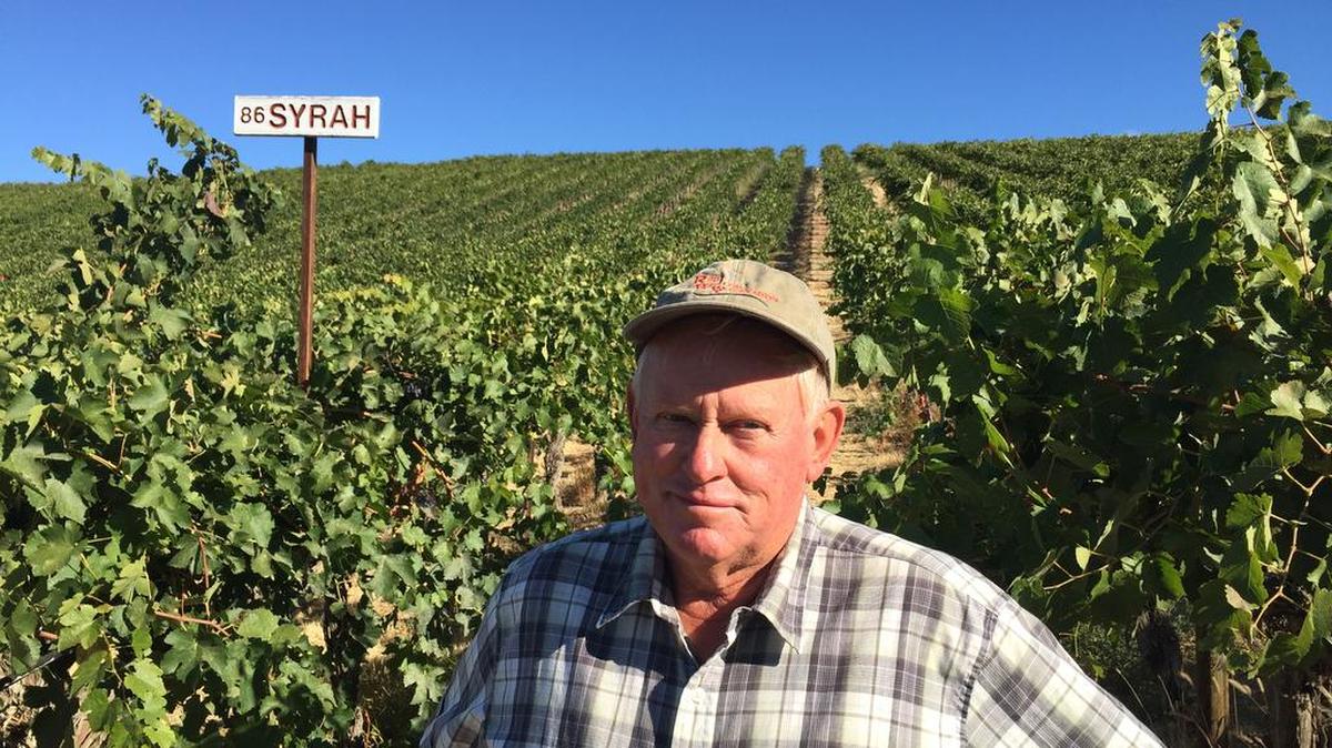 Mike Sauer, owner of Red Willow Vineyard in the Yakima Valley, stands in front of the Syrah he planted in 1986, the first in Washington.