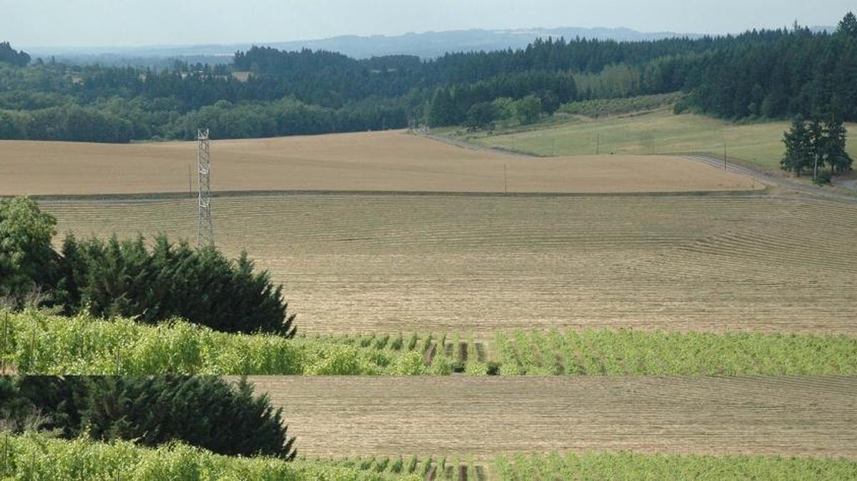 Oregon’s beautiful wine country is primarily located in the northern Willamette Valley, southwest of Portland. Here is where most of the state’s world-famous Pinot Noir is grown.