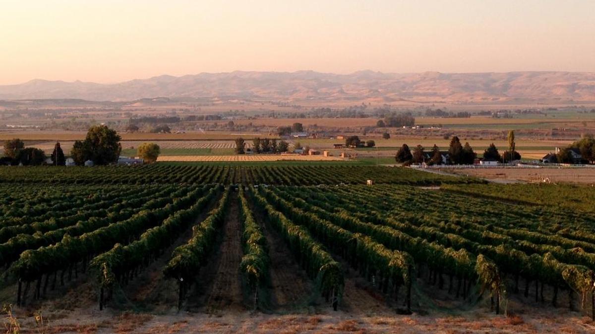 The Owyhee Mountains rise above the Snake River and Williamson Vineyard near Caldwell, Idaho.
