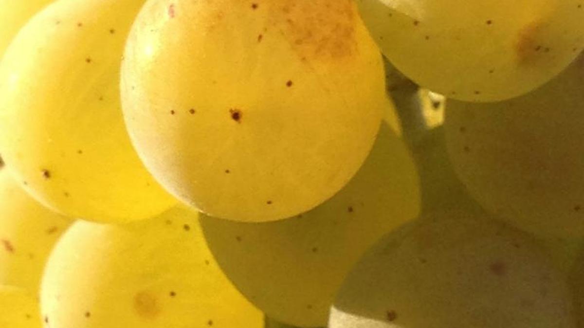 Plump Chardonnay grapes are ready to be harvested in Washington’s Yakima Valley.