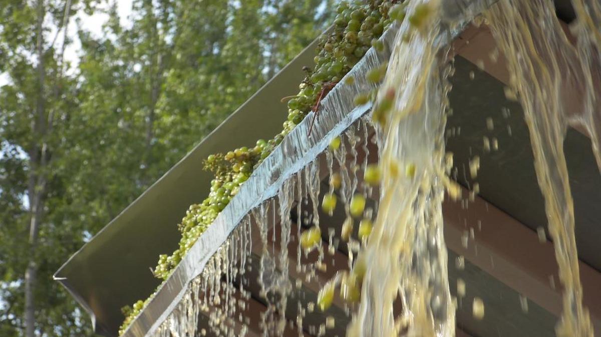 Sauvignon Blanc grapes arrive at a Washington winery during harvest. The charming white wine is perfect with fresh Northwest cuisine, particularly seafood.