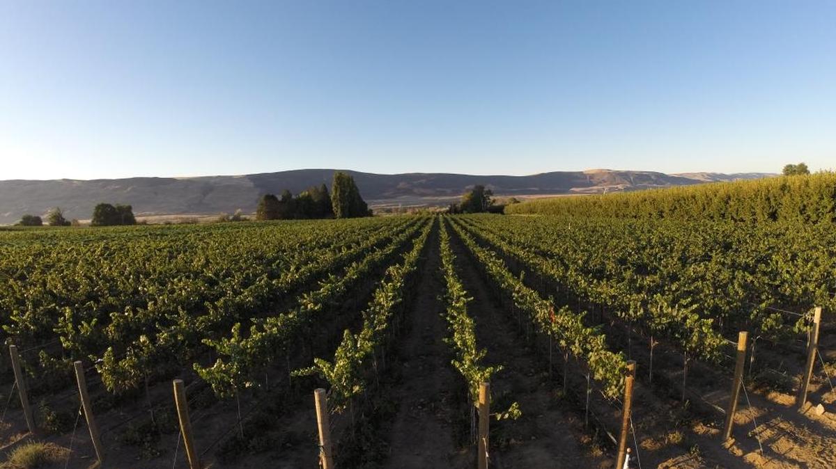 Grapes ripen at Harrison Hill, a Yakima Valley vineyard near Sunnyside. It was established in 1914, and these vines date to the early 1960s.