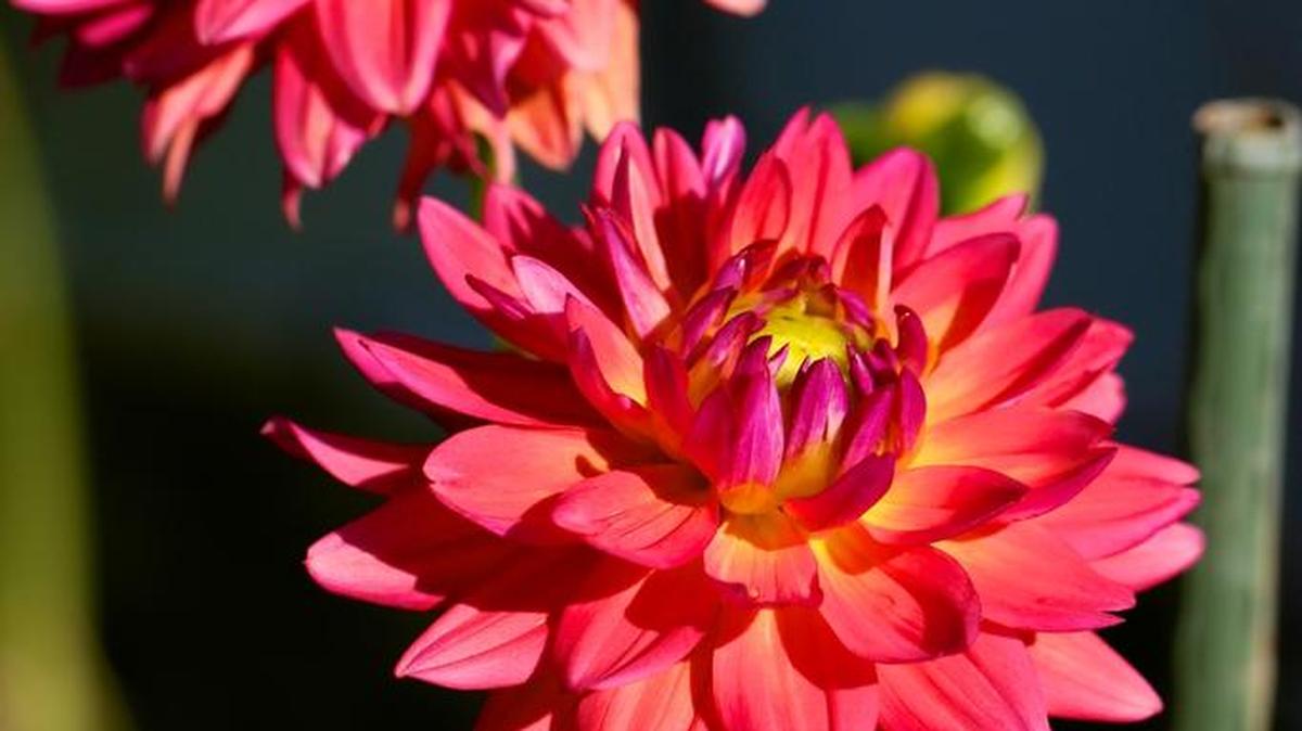 It’s best to plant dahlia tubers like this one after the soil warms.