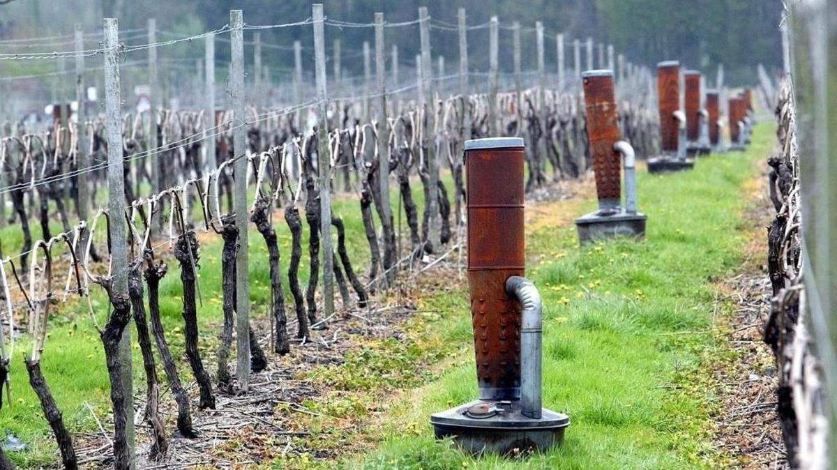American variety of grapes like Concords are cold hardy, but European wine grapes varieties like these near London are less so.