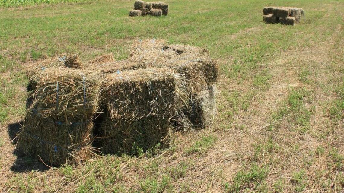 WSU Extension Q&A: Soil, drought can affect nitrate levels in alfalfa