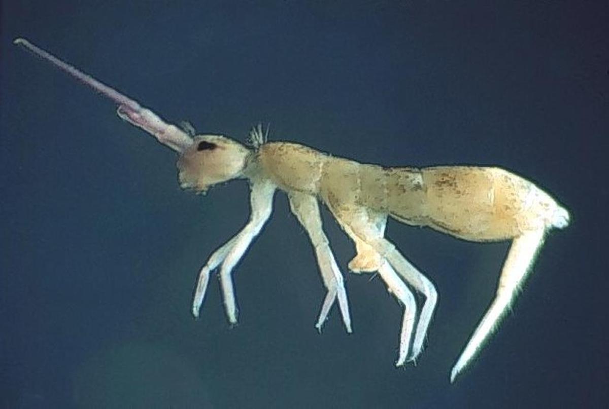 Collembola, commonly referred to as springtails, can be found in piles of old firewood, but they aren’t a structural pest.