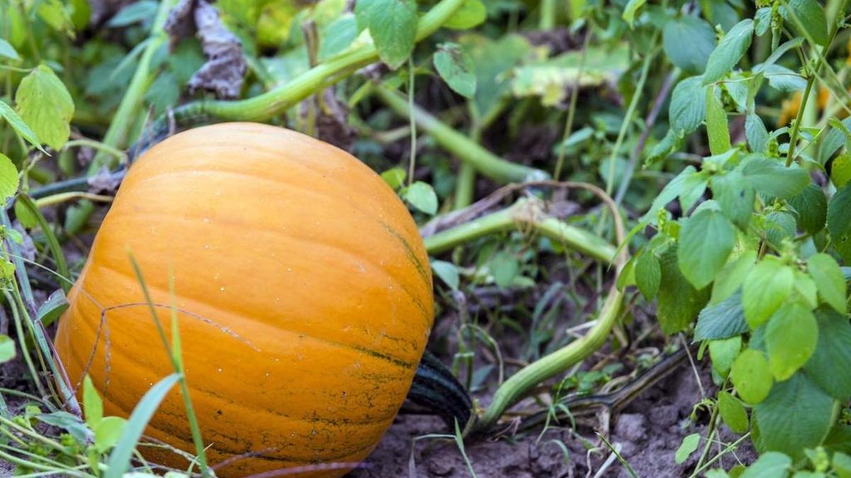 In order for squash plants like pumpkins to store well, wait until the outer skin of the squash has toughened.