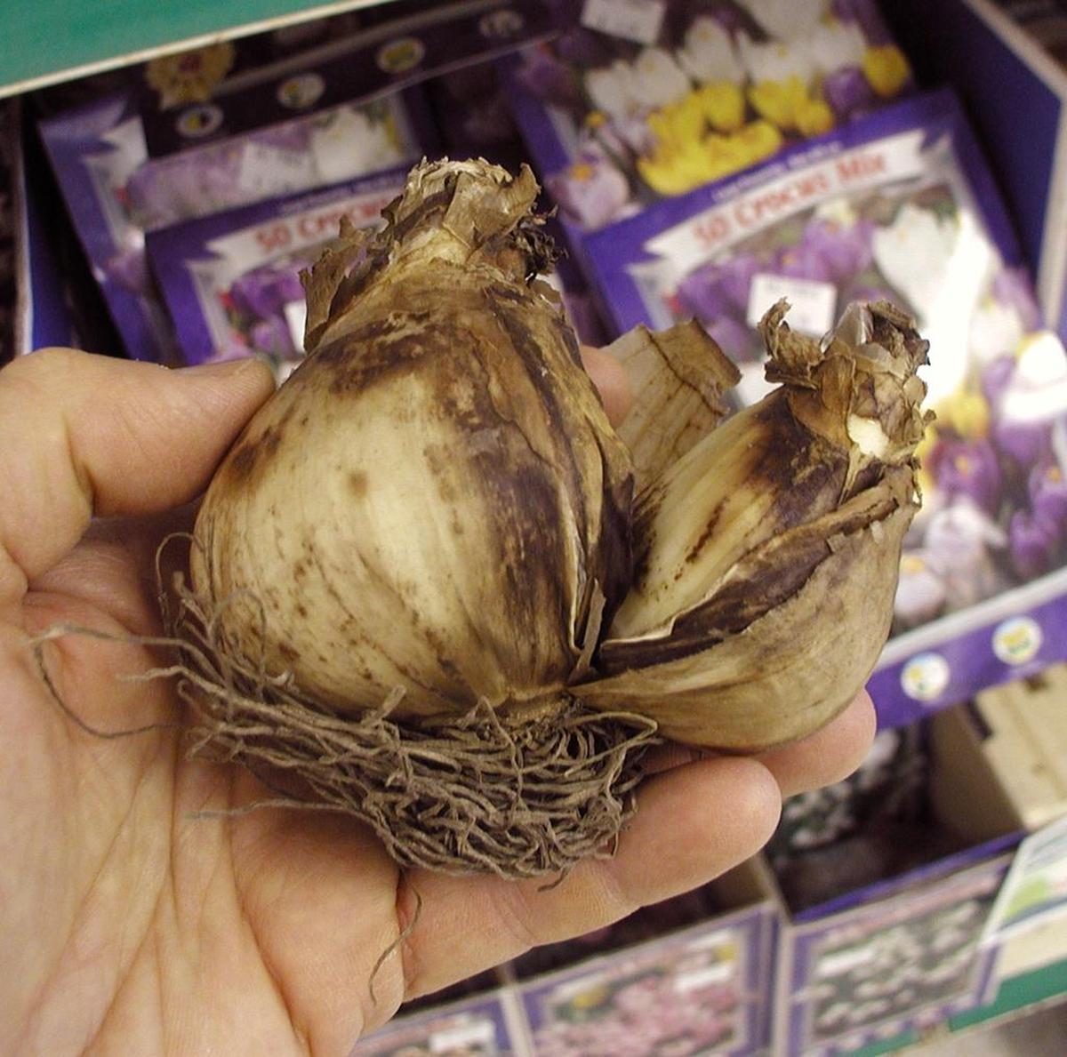 The better the bulb you plant this fall, the better the blooms you get next spring.