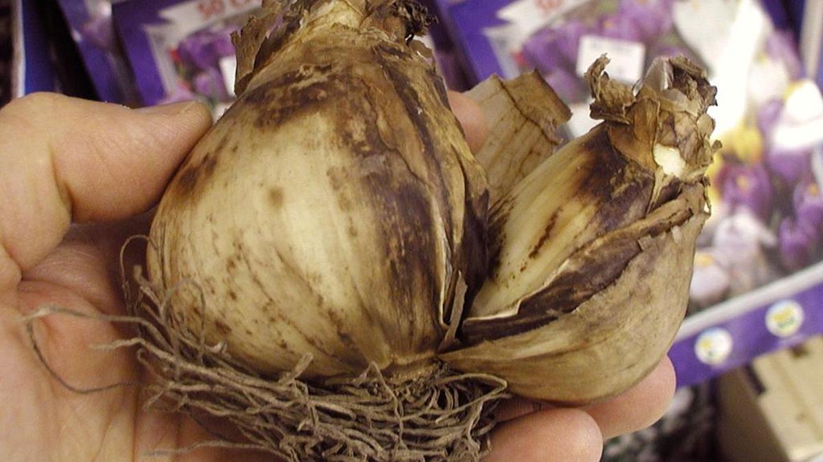 The better the bulb you plant this fall, the better the blooms you get next spring.