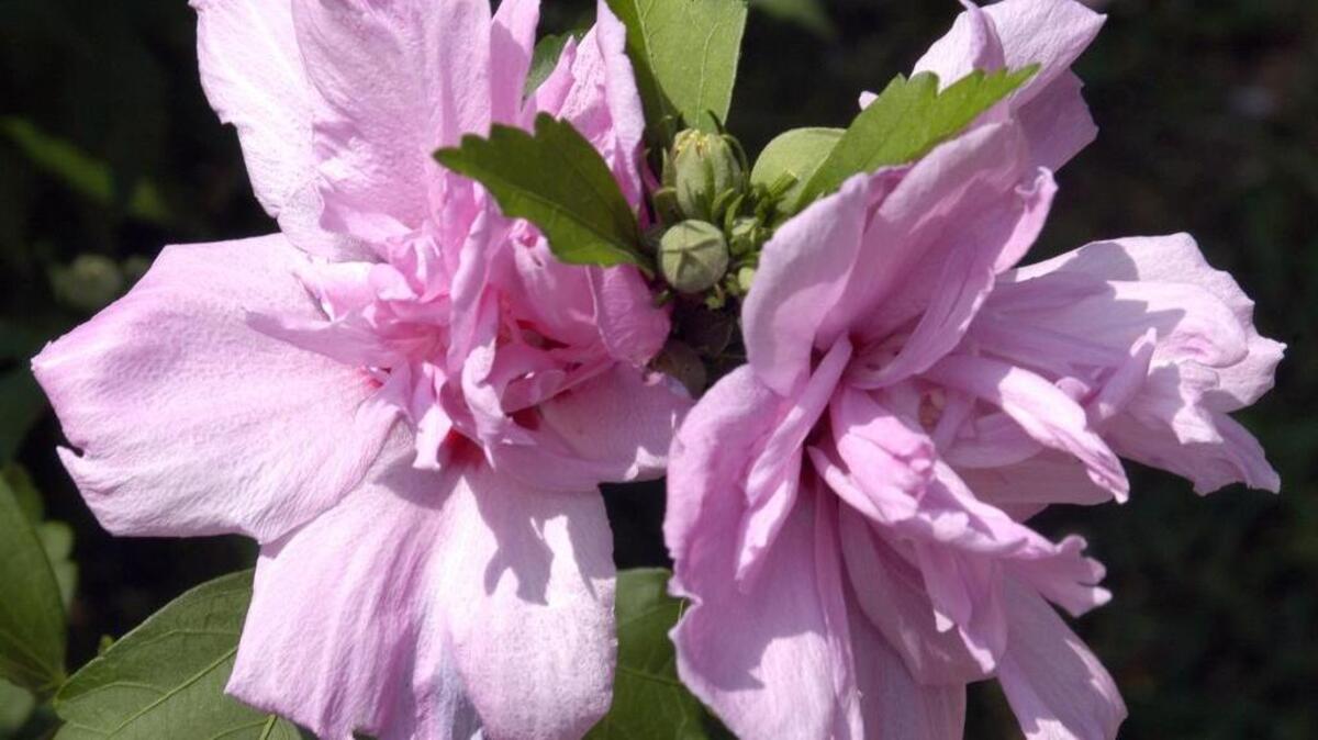 Check outdoor plants for bugs like aphids or snails before bringing them indoors.