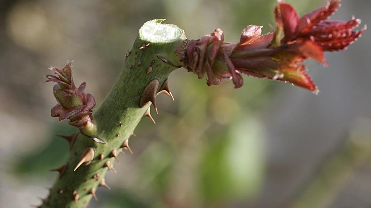 Deadheading roses and flowering plants encourages a second bloom. It also improves your garden’s appearance and prevents the development of undesirable fruits or seeds.