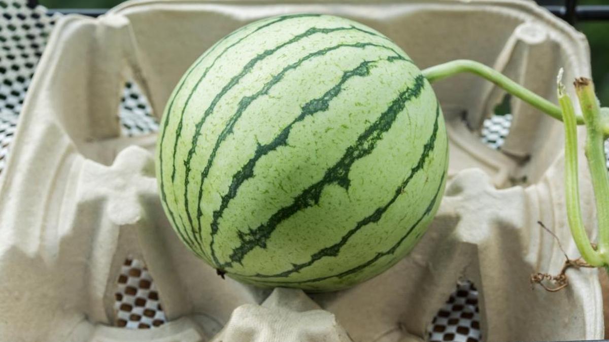 With the warmer weather, you may be itching to start planting your vegetables. Because plants like tomatoes and melons are warm-season plays, wait until the weather is even warmer.