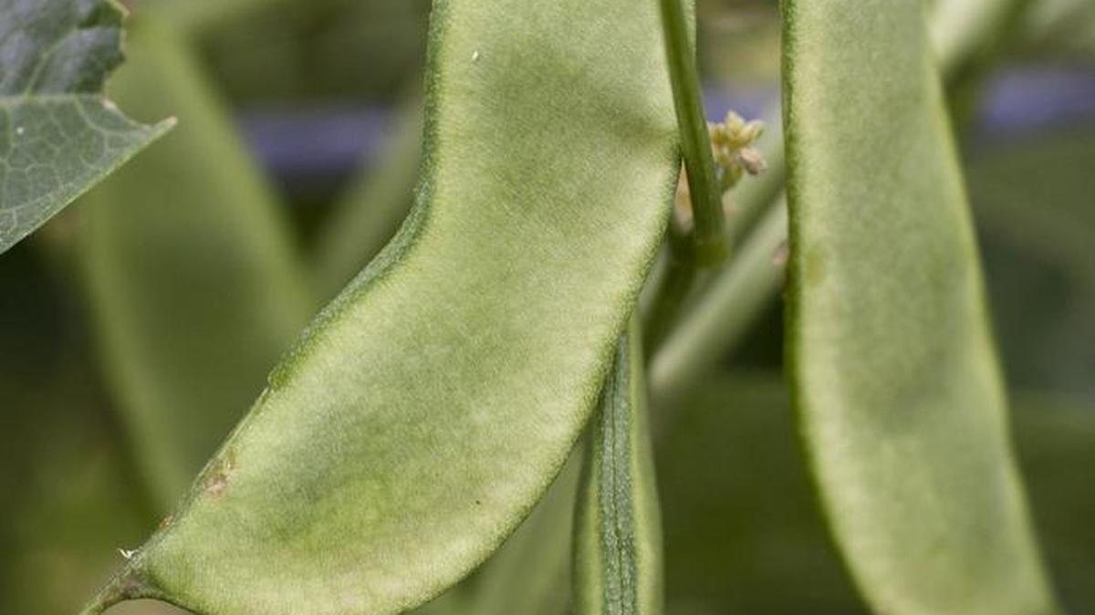 Cutworm larvae, which is a juvenile moth, feeds on plants during the evening, sometimes cutting off vegetable plants at ground level.