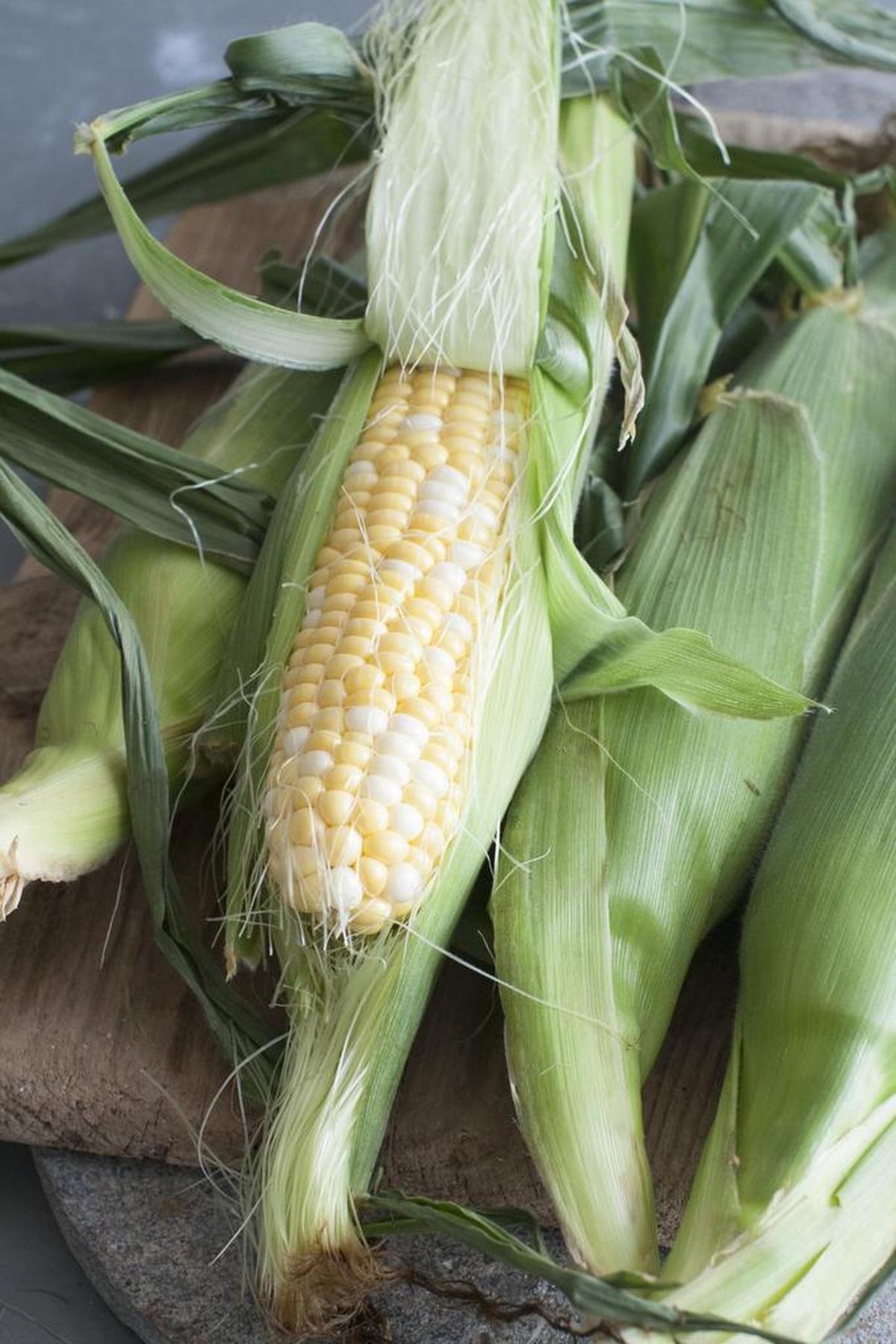 Plump kernels with a milky-colored liquid inside is a sure sign your sweet corn is ready to harvest.