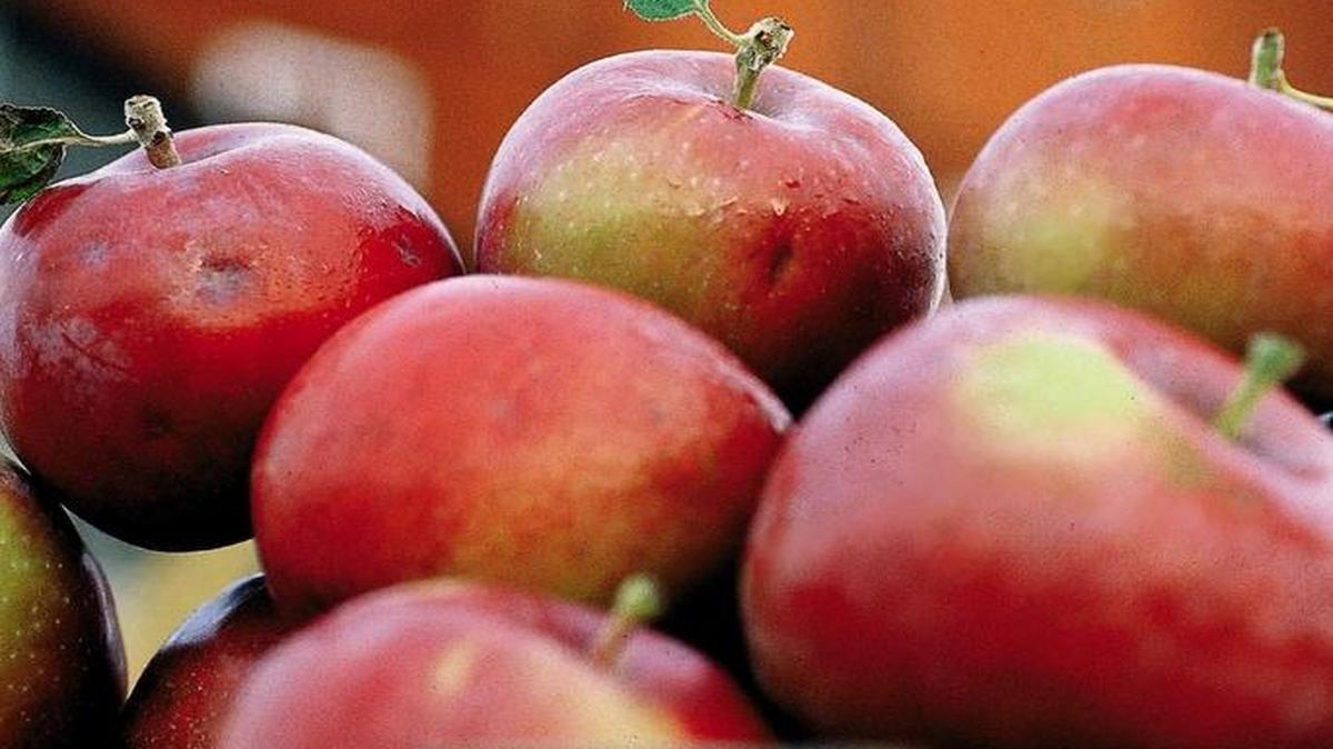 If you do not have enough refrigerator space to store apples, you will want to keep them as cool as possible down to 32 degrees, perhaps in an unheated garage