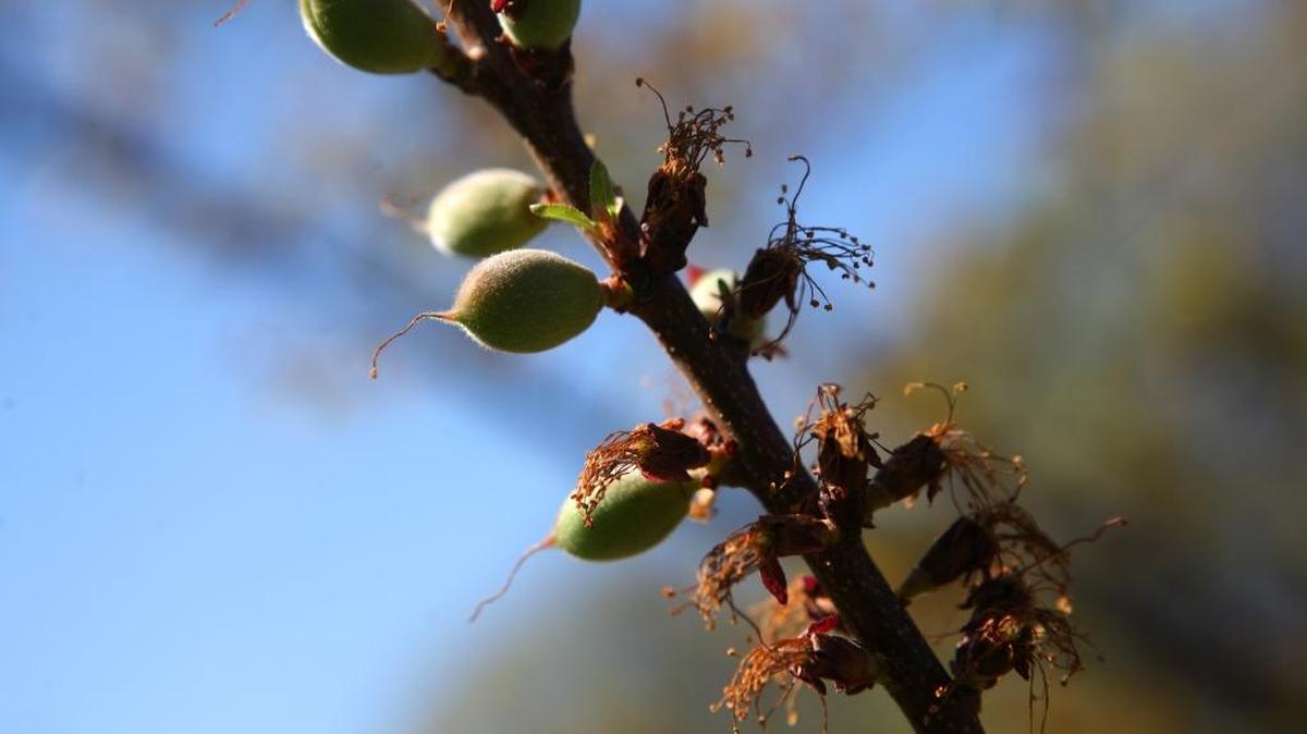 Planting an apricot tree, seen here in the beginning of bearing fruit, is a better choice than an apple tree, which has many pests to control.