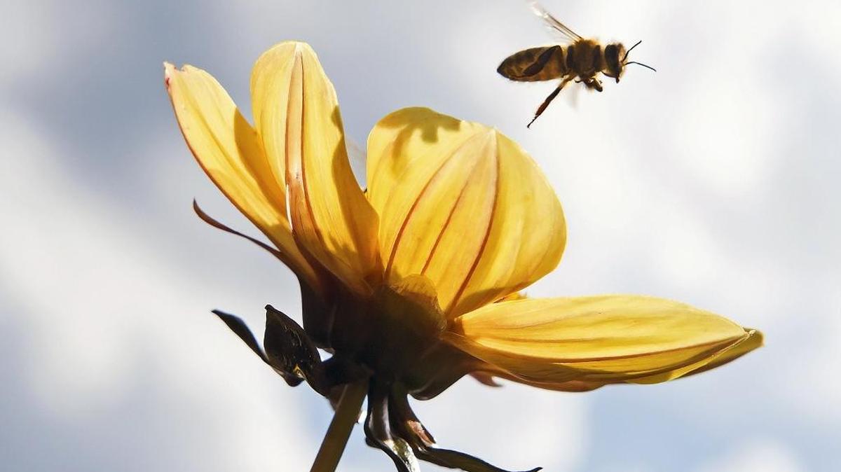 A fuzzy disposition is one of the best way to differentiate bees from wasps. This bee sports considerable more hair than the sleeker wasps, and usually a better disposition.