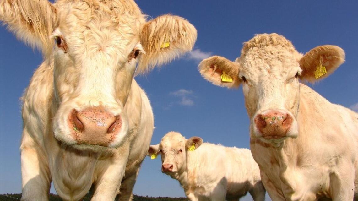 WSU Extension Q&A: What is grass tetany and how can I prevent it?