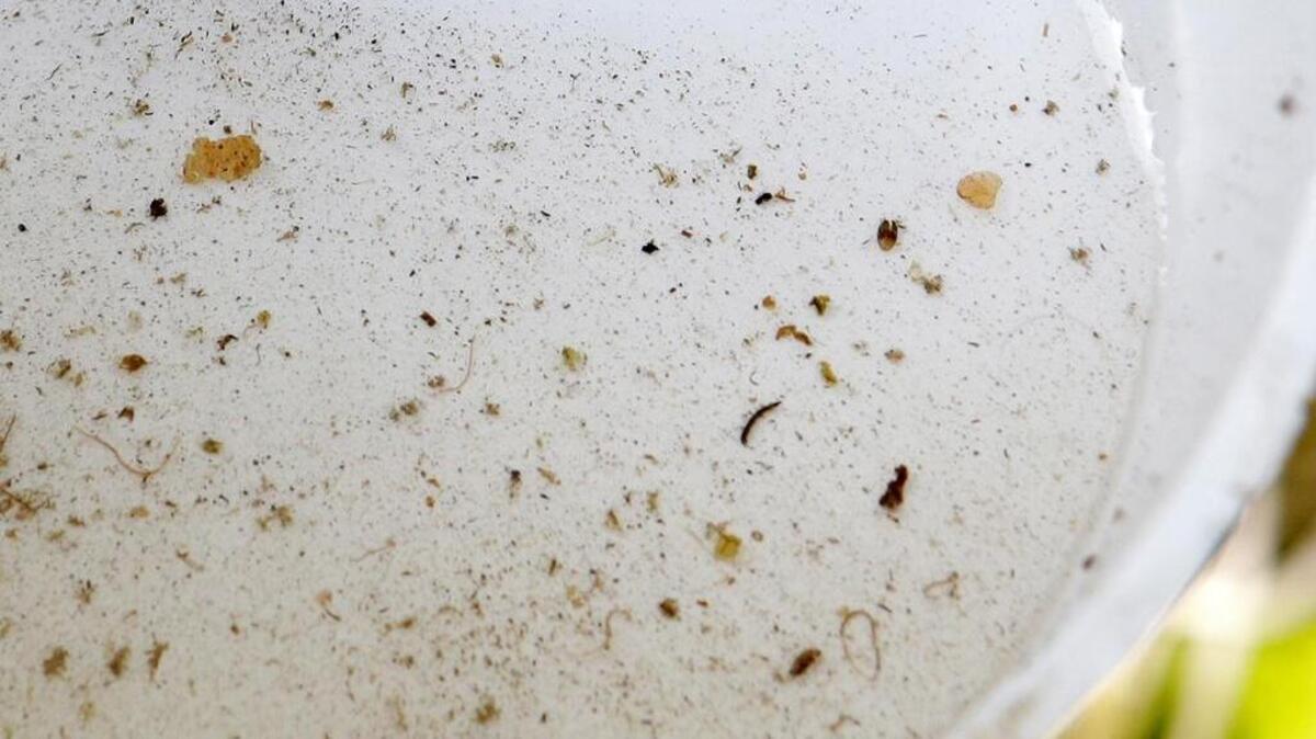 Mosquito larvas breed in a plastic pot with standing water outside a home in Rio, Fla.