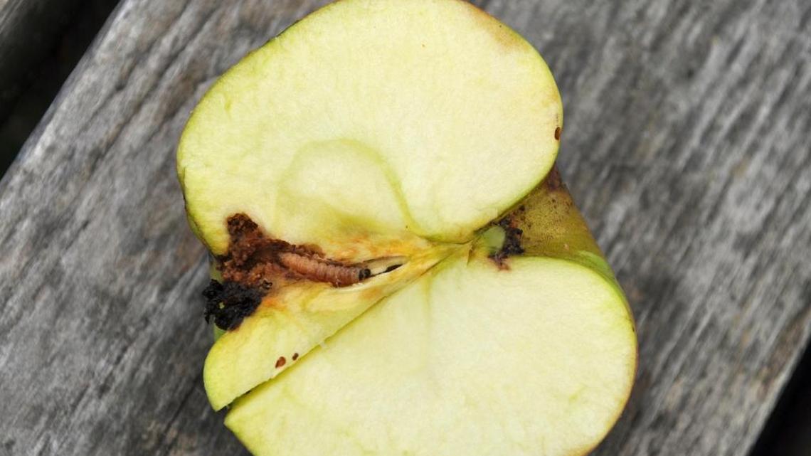 A half of an apple has with a codling moth inside of it.