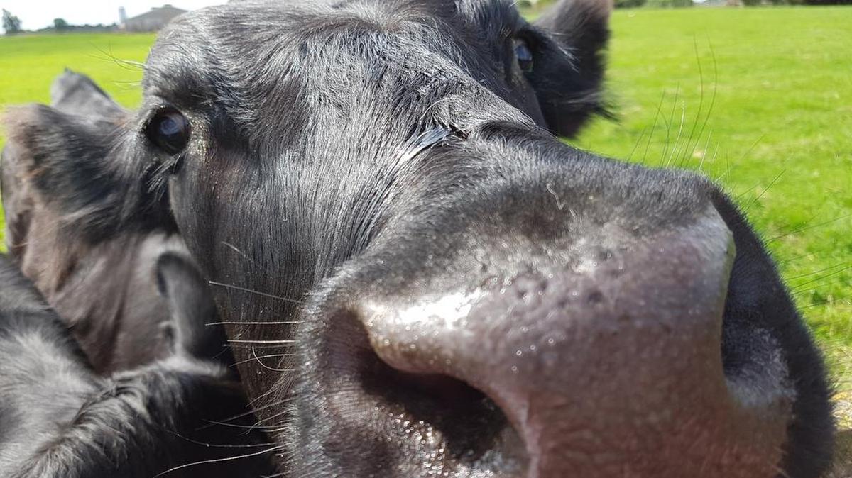 It’s a misnomer that cows — and other cud-chewers — have four stomachs. Better to think of it along the lines of a four-part stomach.