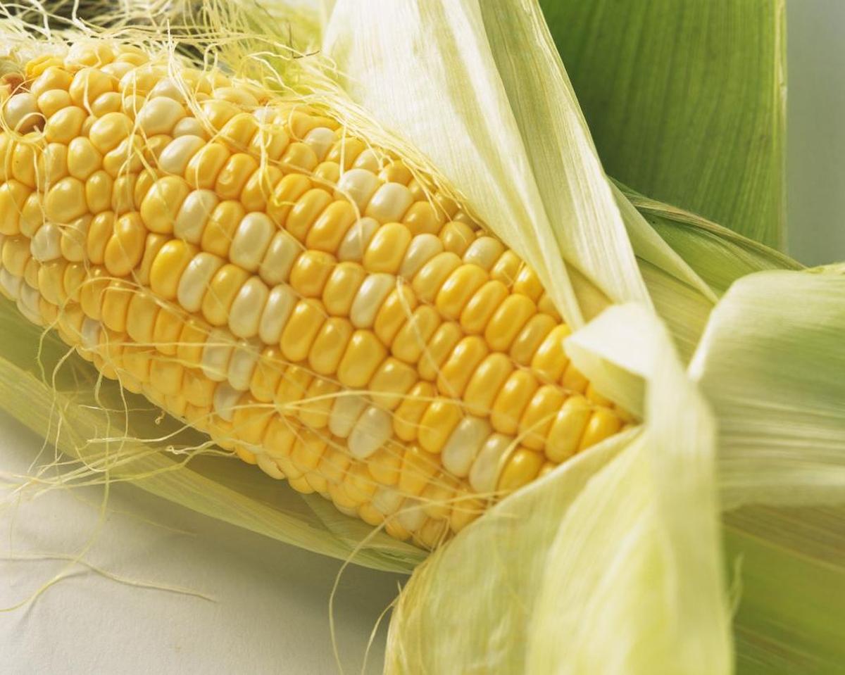 It’s not too late to get a batch of sweet corn into the ground.