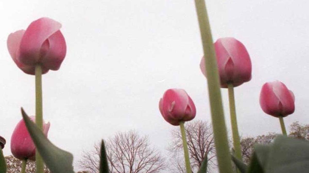Seeing spring bulbs peek through the ground in January in the Mid-Columbia isn’t necessarily a bad thing.