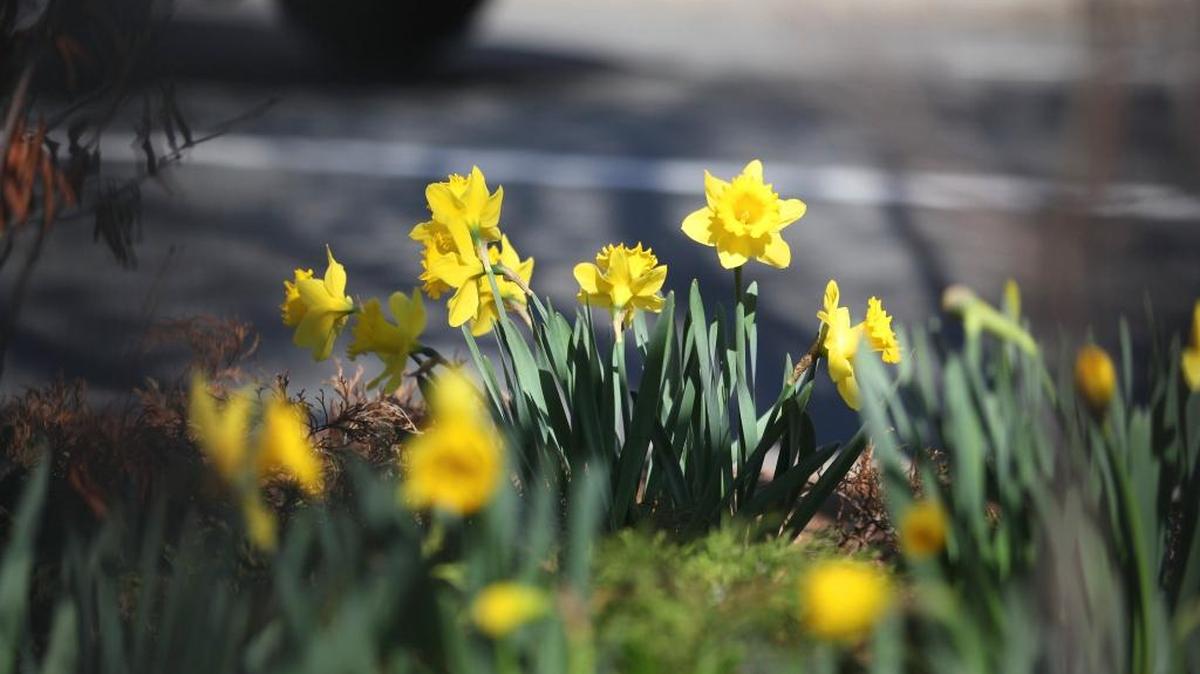 Bulbs like daffodils, seen here in Boston, may still be planted if you forgot to plant them in the fall.