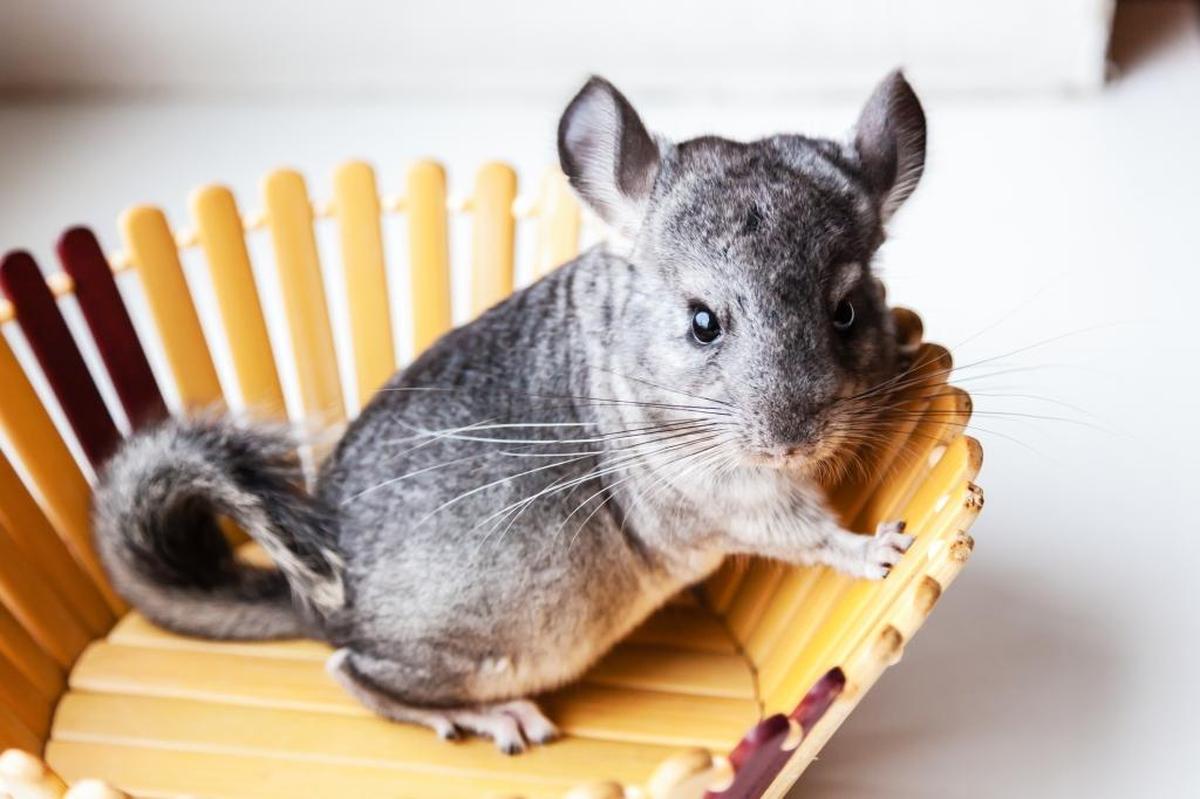 Chinchillas are considered a “cavies” project in 4-H.