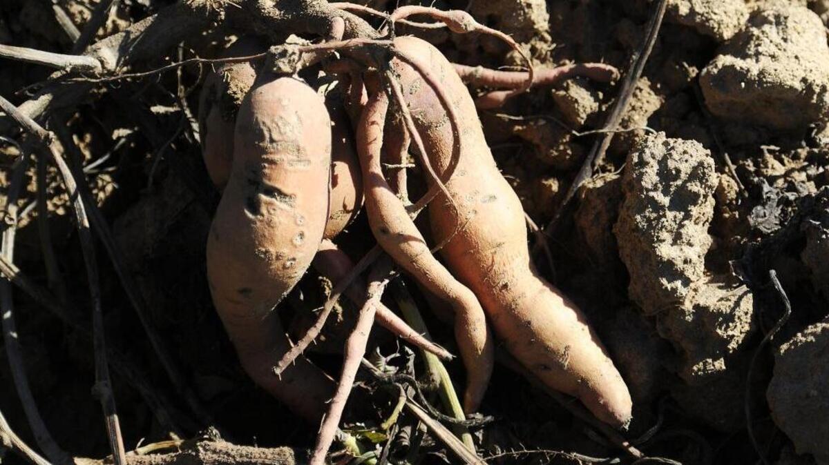 Volunteer potatoes are essentially a weed in crops and gardens.