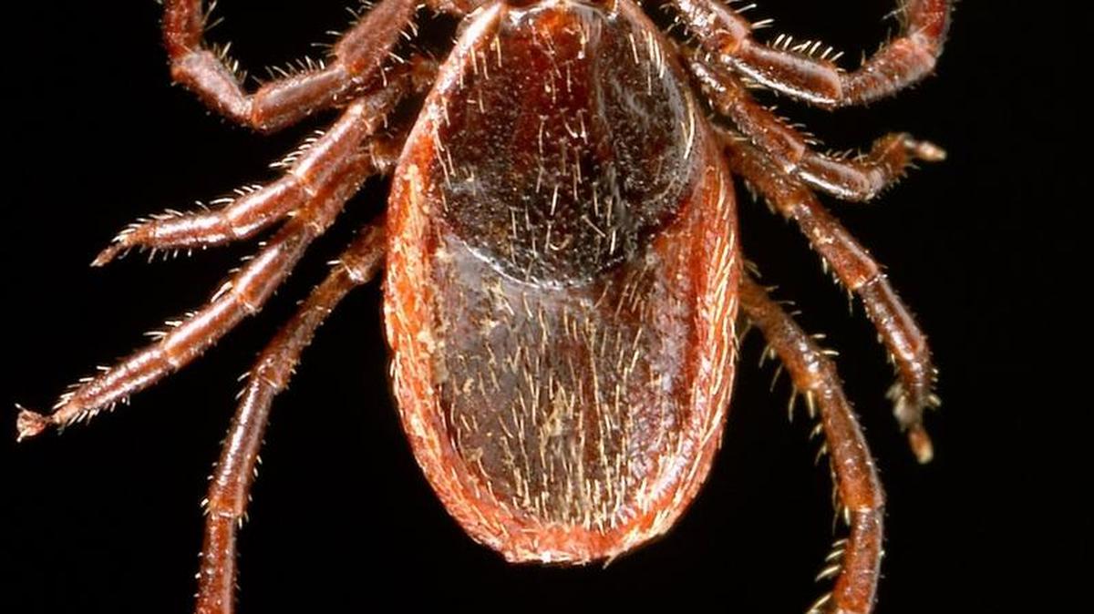 Ticks can be abundant during the spring in the Tri-City area.