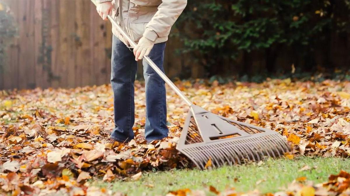 If you find moss in your lawn, rake it out.