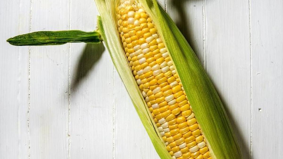 Sweet corn can be planted anytime from the first week of April to the second week in June in the Columbia Basin.
